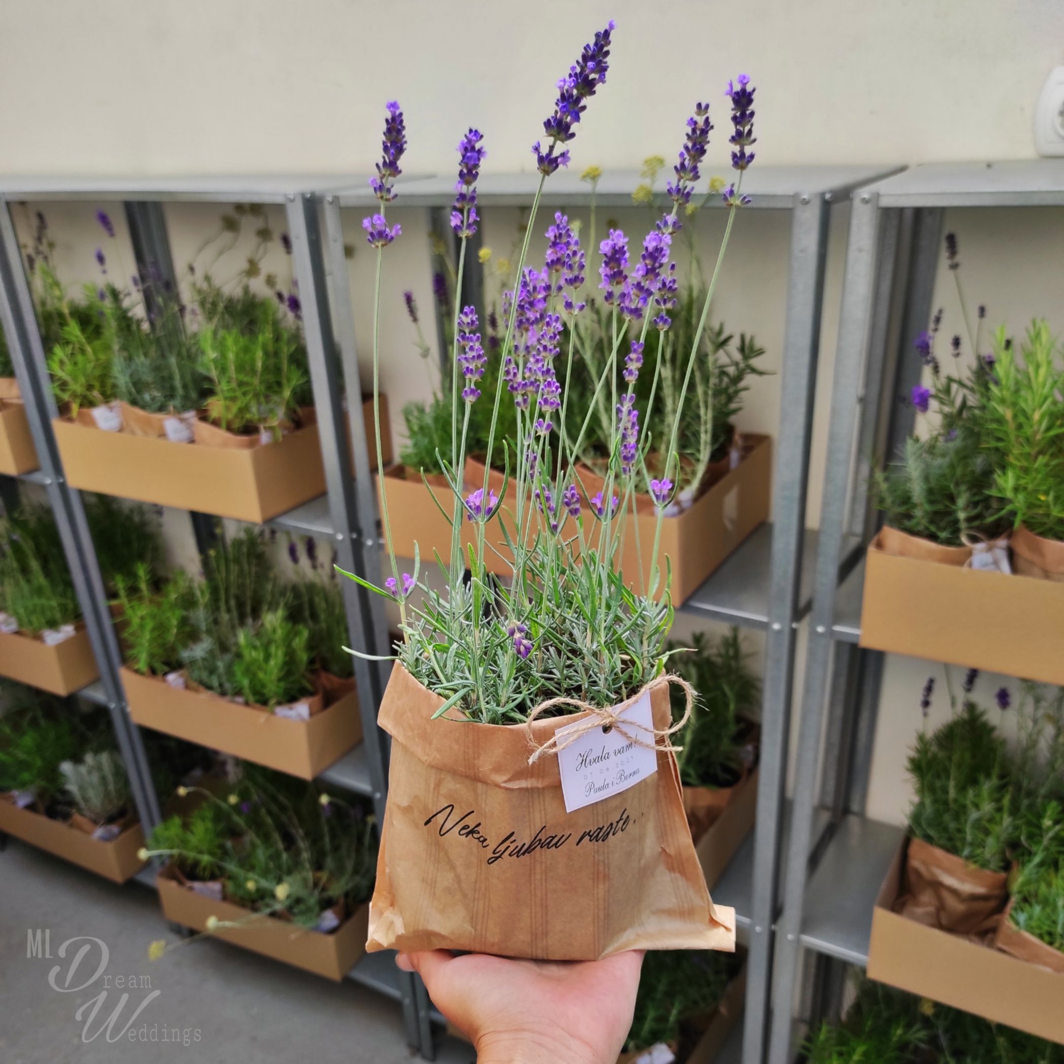 Zahvalnice Ružmarin - Lavanda - Smilje