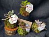 Mini kokedama