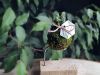Mini kokedama
