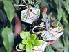 Mini kokedama